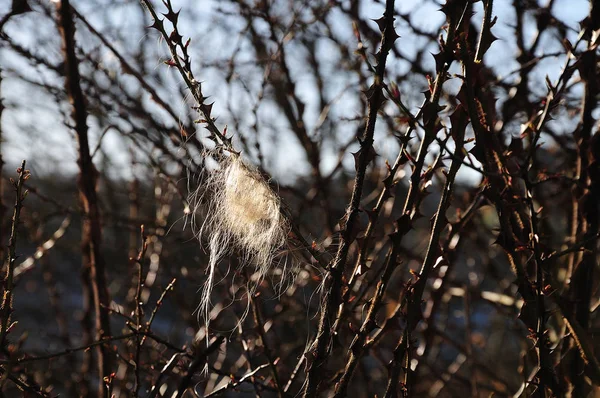 animal hair hanging at thorns of a rose bush