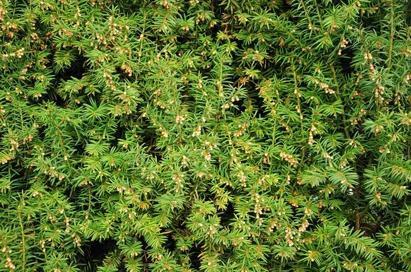 Primo piano di una siepe di tasso in primavera — Foto Stock