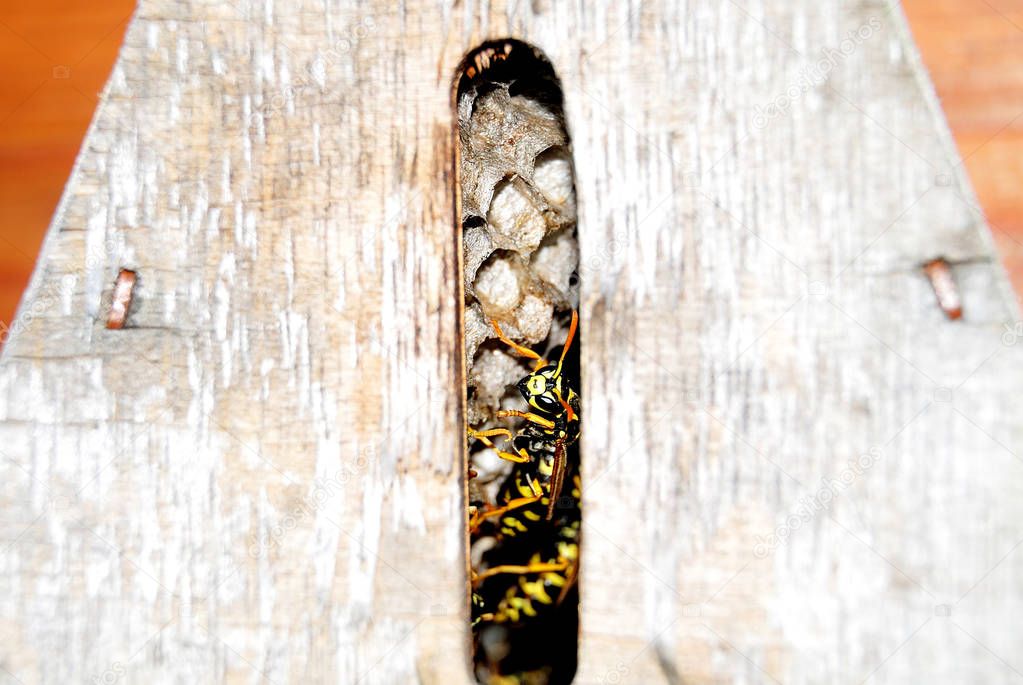 female european paper wasp at entrance of insect hotel