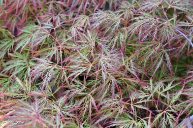 bir japon akçaağaç çalı yaprakları