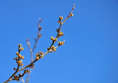 Cadı fındığının sarı çiçekleri