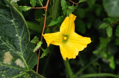 Kabak çiçeğinin sarı çiçeği.