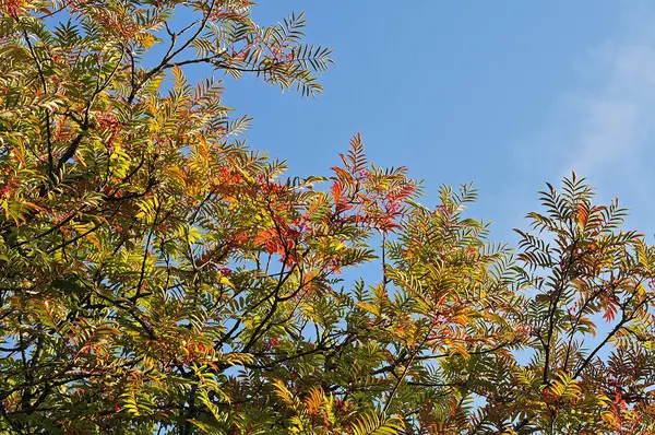 Листья рябины меняют цвет в сентябре — стоковое фото