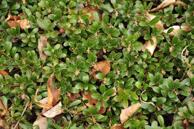 leaves of a bearberry in early spring clipart