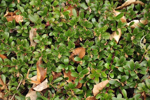 erken ilkbaharda bir bearberry yaprakları