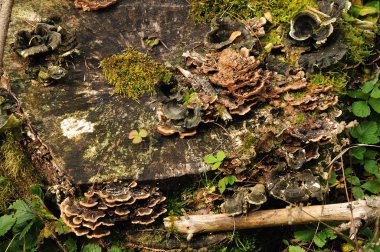 ağaç kütüğünde yetişen braket mantarları ve yosun