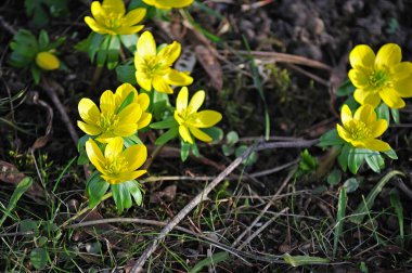  güneş ışığında sarı çiçekli kış aconite