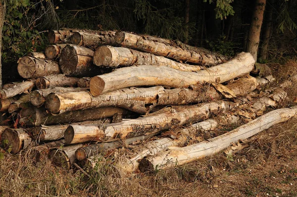 숲 가장자리에 쌓인 벌채 된 나무 — 스톡 사진