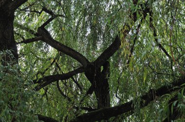 eski bir ağlayan söğüt ağacının kalın dalları