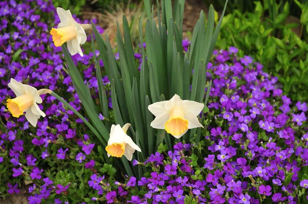 Narcissen in lente tuin groeien tussen Aubrieta — Stockfoto