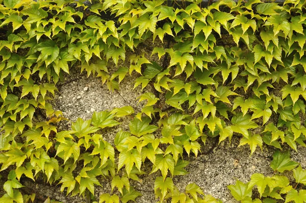 Groene bladeren van kruipende Vine plant in een tuin muur — Stockfoto