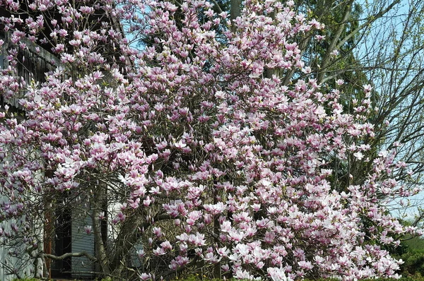 Albero di magnolia fiorito in un giardino in primavera — Foto Stock