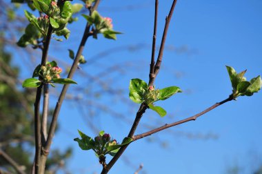 pembe tomurcukları ve bir elma ağacında taze yeşil yaprakları