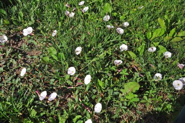 Beyaz sabah çiçekleri Çayırda zaferler