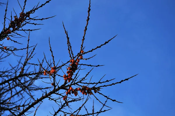 Zweige eines Sanddornbaums am Wintermorgen — Stockfoto