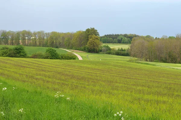 Hügelige ländliche Landschaft mit Feldern, Wiesen und Bäumen — Stockfoto