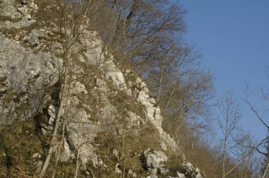 ilkbaharda ağaçlarla yetişen kireçtaşı kaya