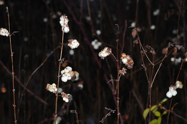 Egy közös snowberry gyümölcse télen este — Stock Fotó