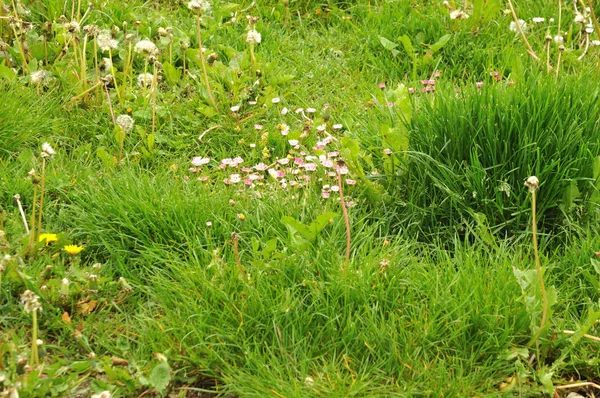 Nieuprawianych łąk z kwitnienia stokrotki i cios-kulki — Zdjęcie stockowe