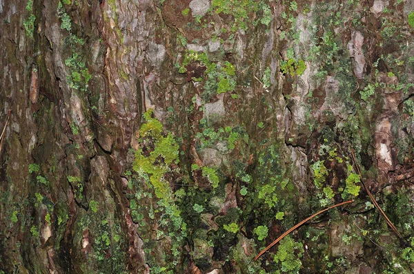 Schors van een dennenboom geteeld met korstmossen — Stockfoto