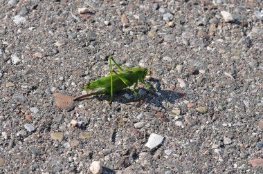 asfalt yolda büyük yeşil çekirge
