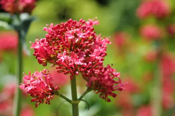 Zbliżenie kwiatostanu czerwonego kozłka w ogrodzie — Zdjęcie stockowe