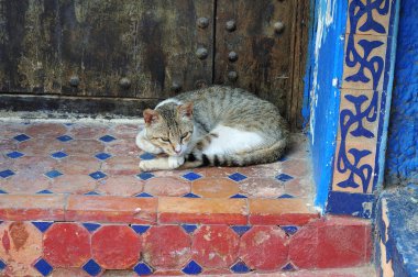 fas evin girişinde renkli fayans üzerinde yatan kedi