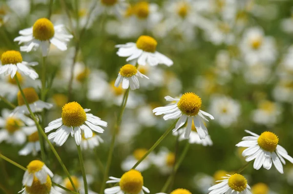 Cabezas de flores blancas y amarillas de manzanilla italiana — Foto de Stock