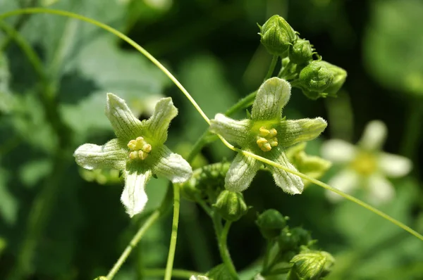 Flori păroase de bryony alb, o plantă otrăvitoare cățărătoare — Fotografie, imagine de stoc