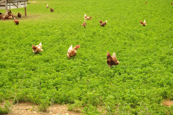 Szabadsor csirke séta nagy tanyán — Stock Fotó