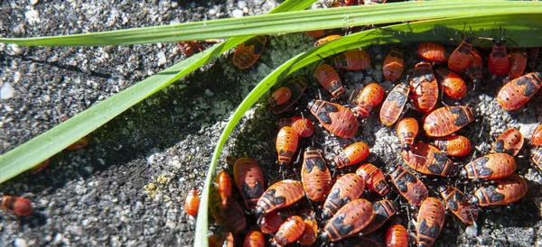 Colonia de insectos de fuego rojos y negros en una pared —  Fotos de Stock