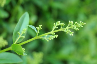 bir privet çit çiçeklenme de kapalı tomurcukları
