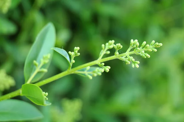 Closed buds at inflorescence of a privet hedge — Stock Image Closed buds at inflorescence of a privet hedge Stock Image