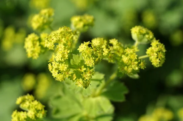 Bright green flowers of a ladys mantle — Stock Photo, Image