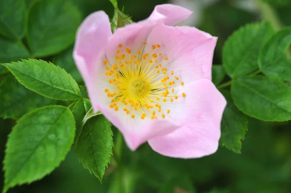 Nahaufnahme einer rosa Blüte an einem Hundsrosenbusch — Stockfoto