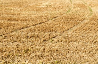 yaz aylarında stubble alanında lastik parçaları