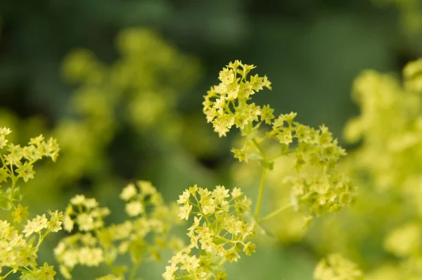 Flores verdes brilhantes de um arbusto do manto da senhora — Fotografia de Stock