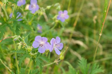 bir çayır vinçler fatura mavi çiçekler