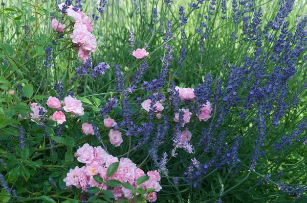 blue lavender and pink roses in summer garden