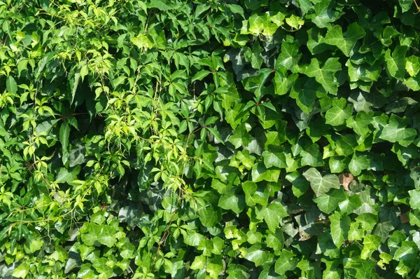 Living wall in summer with ivy and climbing vine — Stock Photo, Image