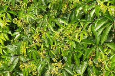 duvara tırmanma asma küçük yeşil üzüm