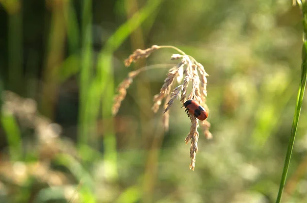 Leaf beetle Cryptocephalus bipunctatus on flowering grass — Stock Photo, Image