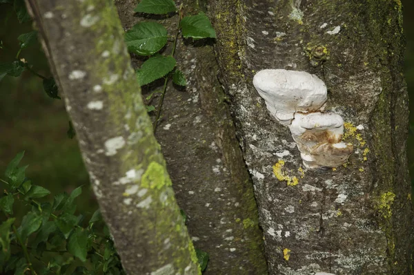 Tinder fungus growing on bark of a tree — Stock Photo, Image