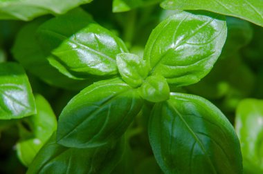 fesleğen bitkisinin yeşil yapraklarının yakın çekim