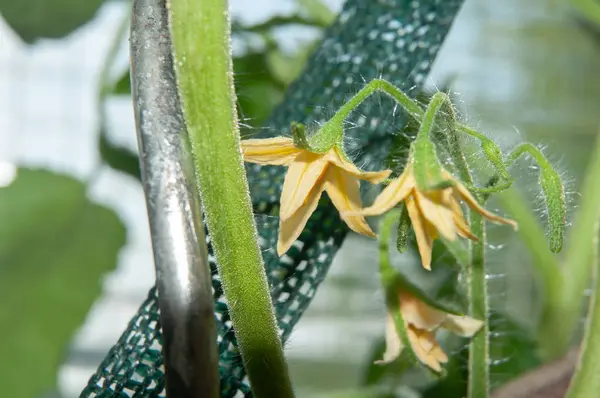 yellow tomato flowers at hairy stem in a greenhouse