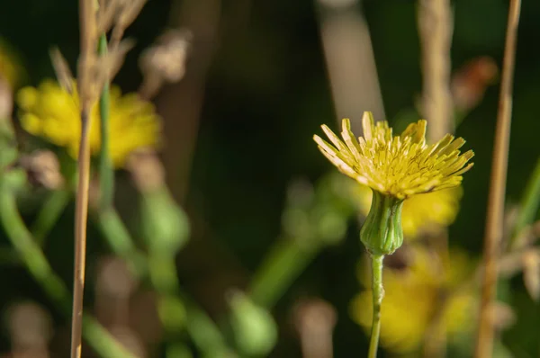 Gul blomning av en hawkweed på sommarängen — Stockfoto