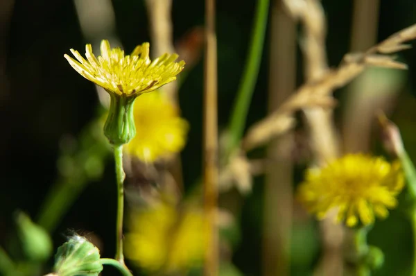 Hawkweed på sommaräng med gul blomma — Stockfoto