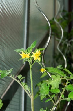 cam bir evde sarı çiçekli domates bitkileri