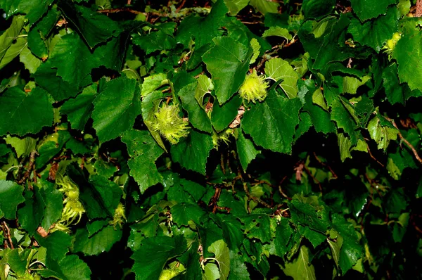 Green fruits of a turkish hazel on rainy day — Stock Photo, Image