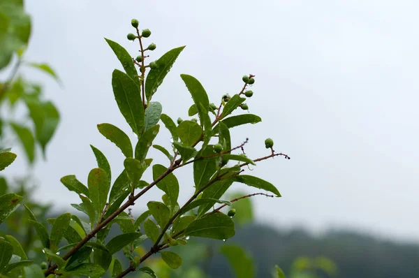 Twigs of a privet hedge on rainy day — Stock Image Twigs of a privet hedge on rainy day Royalty Free Stock Images